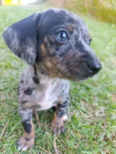 Dachshunds Merle olho azul macho 