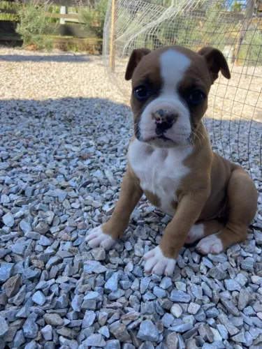 Cachorro