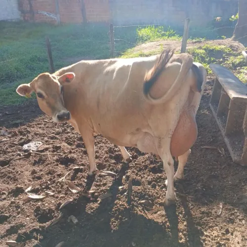 Vendo Vaca Jersey com bezerra fêmea Jersolanda no pé 