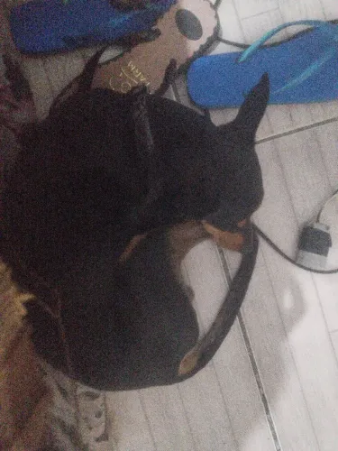 Cachorro