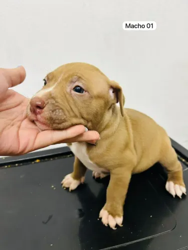 Filhotes de pitbull