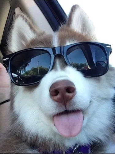 Husky siberiano Escolha seu filhotinho entre as opções atuais