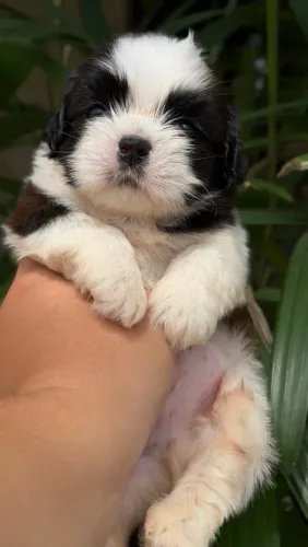 Shih-tzu macho