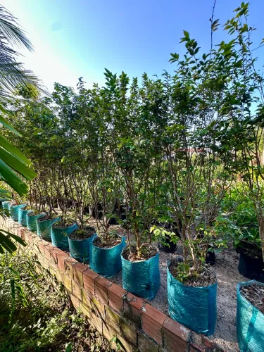 Jabuticabeira Híbrida frutificando