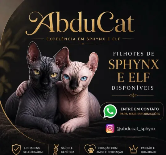 Gato Sphynx