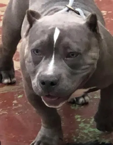 Cachorro Pitbull American Bully