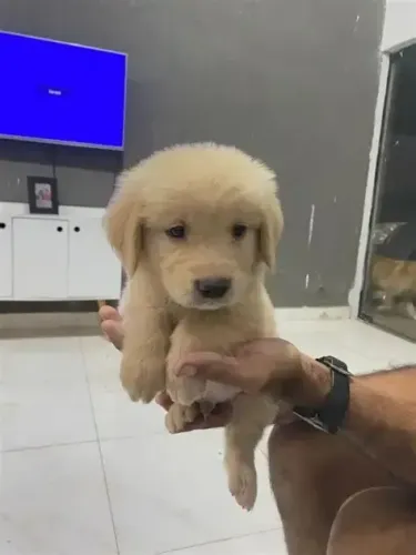 DOAÇÃO de golden retriever, NÃO TENHO ESPAÇO EM CASA