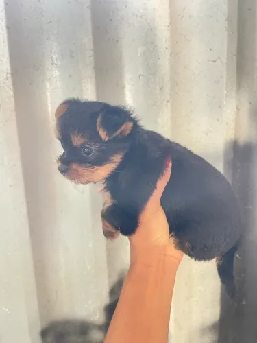 Yorkshire Terrier 
