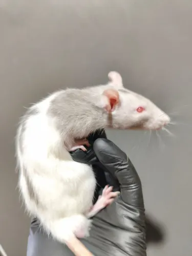 Ratos Twister roedores para pet 