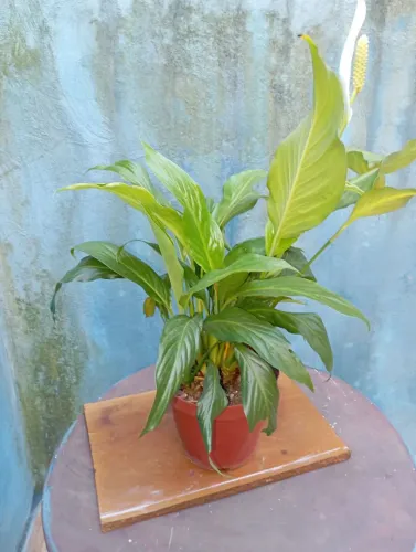Sementes e plantas