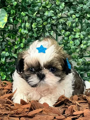 Shitzu lindo