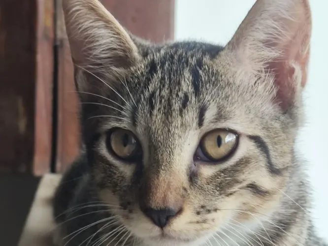 Gatinho lindo 