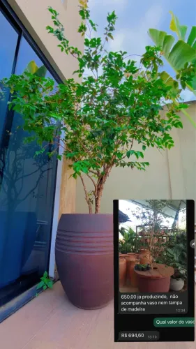 Jabuticabeira Híbrida Já Produzindo + Vaso Grande | Planta Adulta