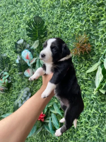 Filhotes de Border Collie com Pastor alemão