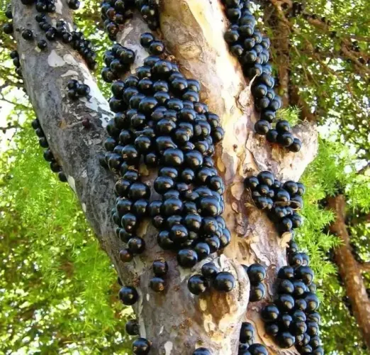 Vendo Jabuticaba R$12,00 o litro. Entregamos na região de Sabará