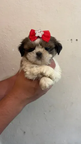 Shih Tzu - Filhotes Saudáveis e Vacinados