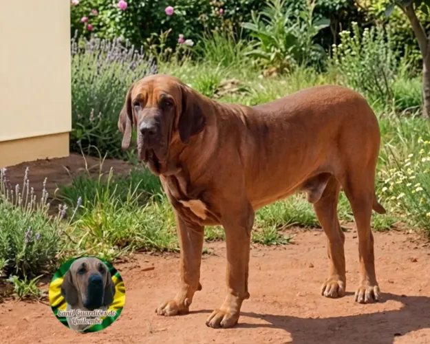 Fila Brasileiro