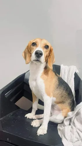Doação Beagle fêmea 