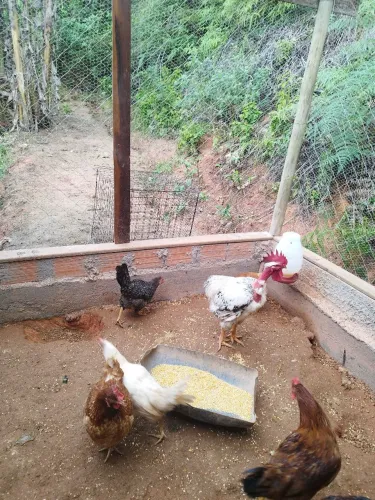 Ovos galados caipira e galinhas caipira