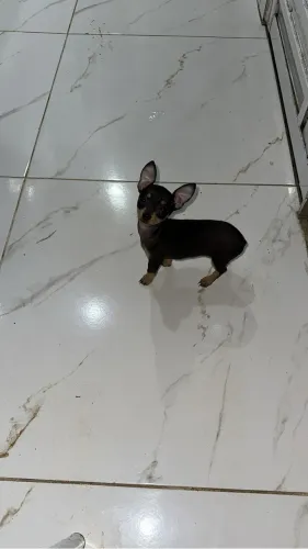 Pinscher 