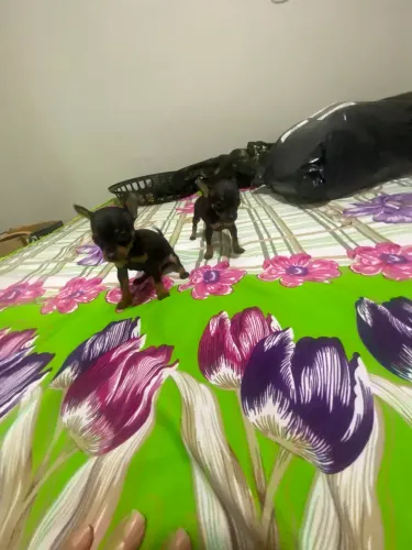 Pinscher zerinhos