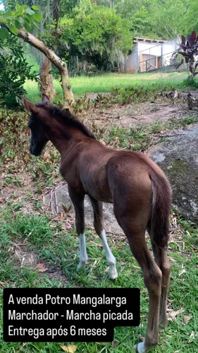 Mangalarga Marchador