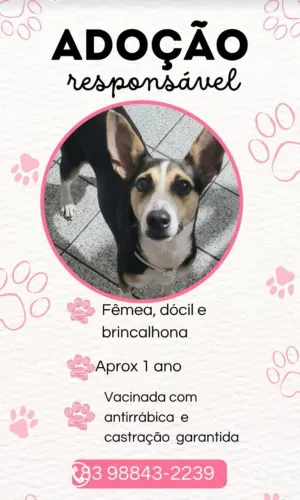 Cachorro para adoção responsável