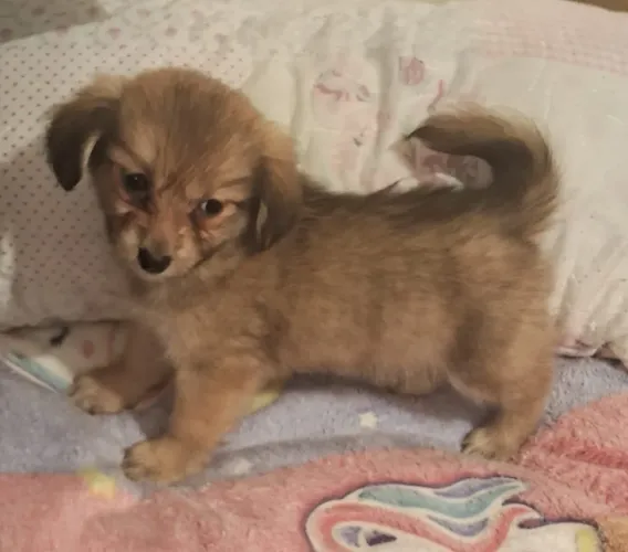 Lhasa Apso Mini Com Spitz Alemão Anão Fêmea Linda Parece Ursinha