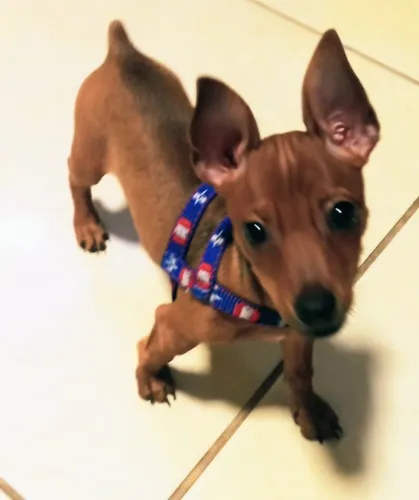 Pinscher