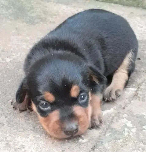 Doa-se filhote de cachorro, macho, de Apucarana