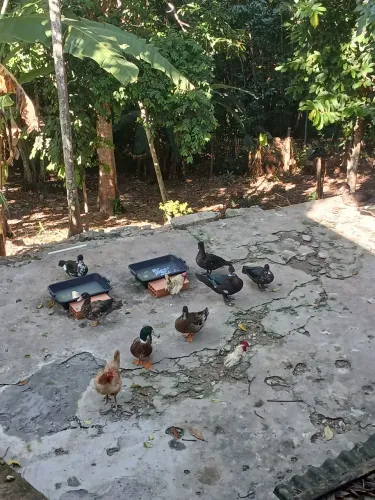 Vendo patos.