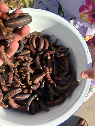 Vendo Fava de Jurema 