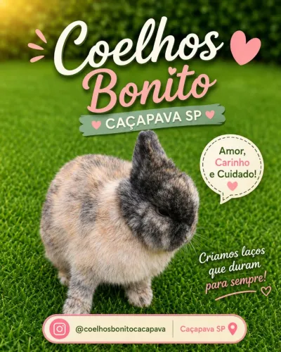 Coelho anão Padrão Show Harlequim