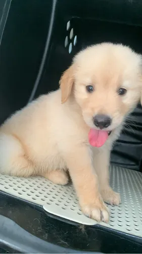 Cachorro golden