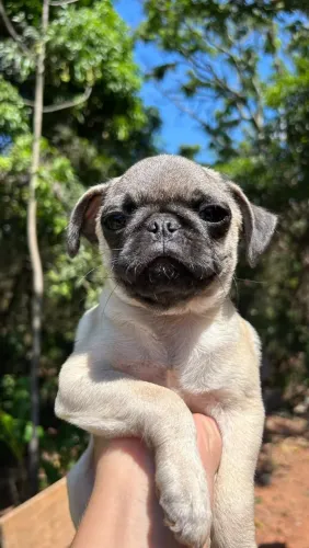 PUG DISPONÍVEL, PAIS COM PEDIGREE.