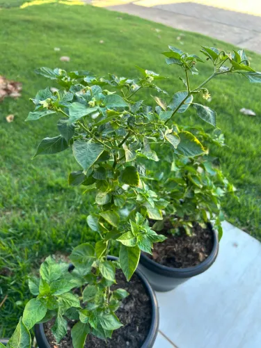 Muda de pimenta malagueta 
