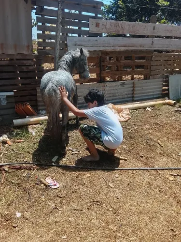 Mini pônei lindo baixinho e mansinho