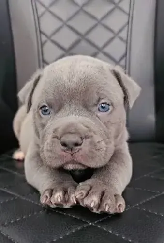 American Bully Macho 
