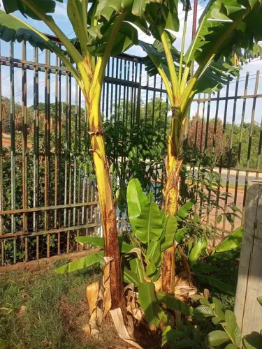 Mudas de banana ourinho