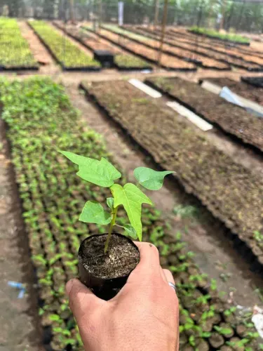 Mudas de mamão disponível 
