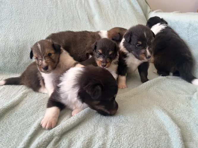 Filhotes pastor de Shetland 