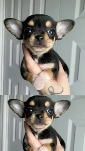 Chihuahua Microchipado - Segurança e qualidade para seu novo pet!