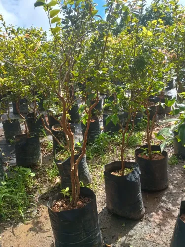 Mudas de jabuticaba florando
