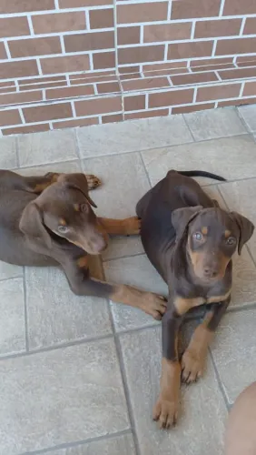 Doberman fêmeas