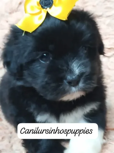 lindos bebes disponíveis lhasa apso garanta o seu