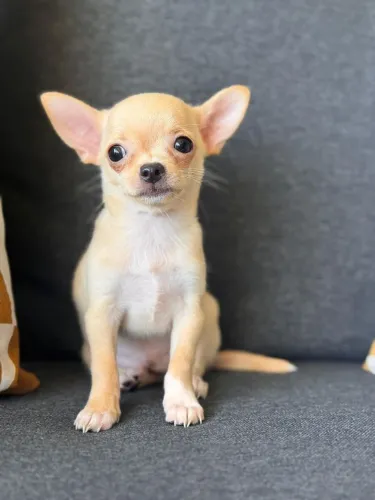 Chihuahua pelagem curta creme com 2 meses super independente.
