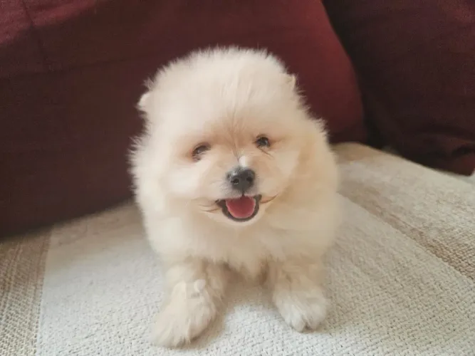 Filhote de Spitz Alemão (Lulu da Pomerânia)