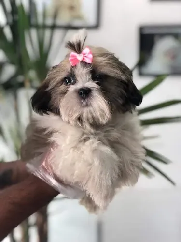 Lhasa Apso oferecemos um suporte veterinário único e gratuito