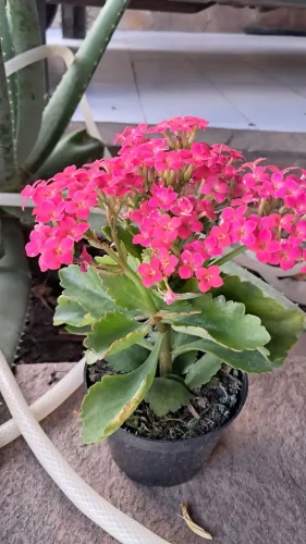 Lindas flores