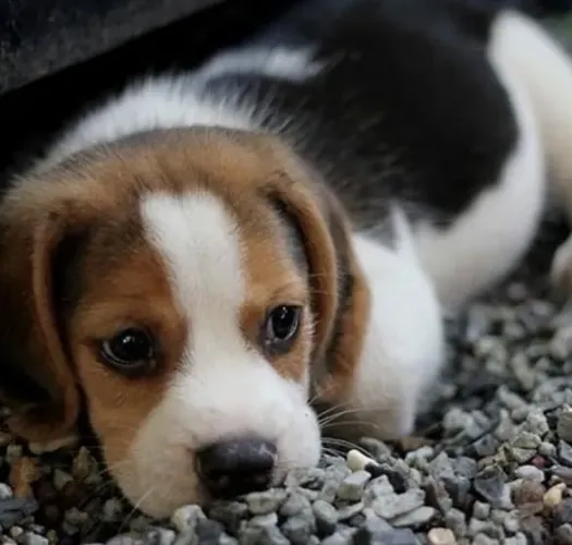 Filhote Beagle, Cheios de Energia e Prontos Para Brincar!